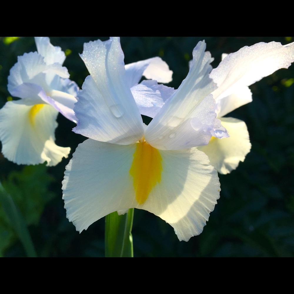 Meet your Posher, SilverFox25